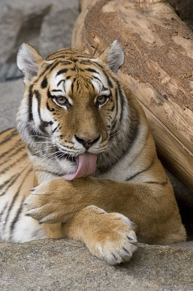 Bengal Tiger Picture
